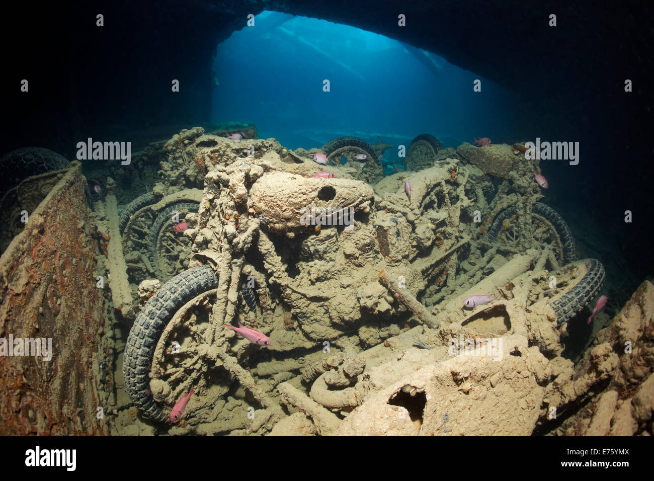 Northon 16 H motorcycle, cargo on the shipwreck of the SS Thistlegorm, Red Sea, Shaab Ali, Sinai Peninsula, Egypt Stock Photo