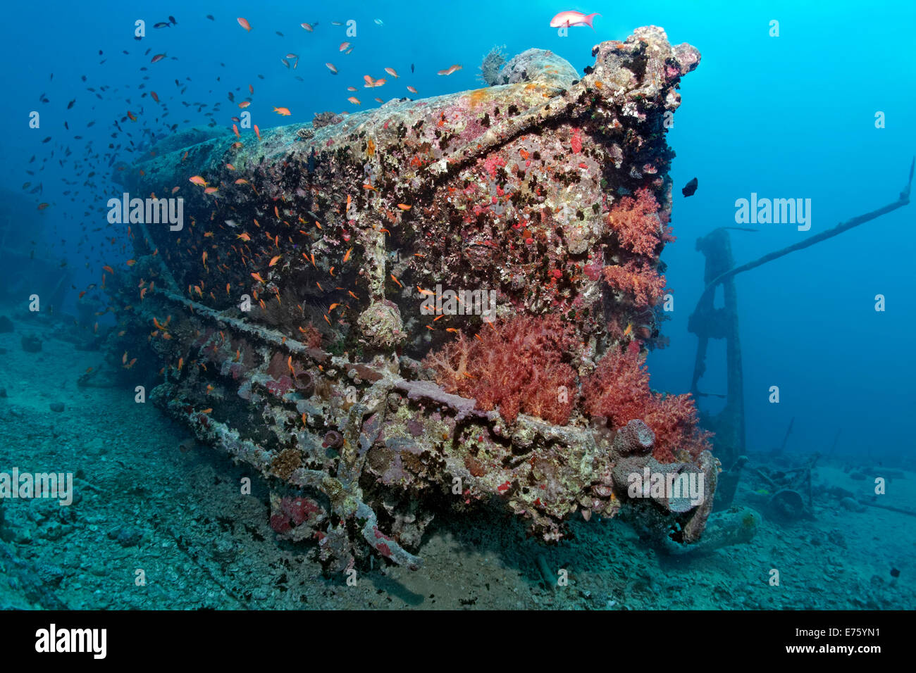 Railway tender, cargo on the shipwreck of the SS Thistlegorm, Red Sea, Shaab Ali, Sinai Peninsula, Egypt Stock Photo