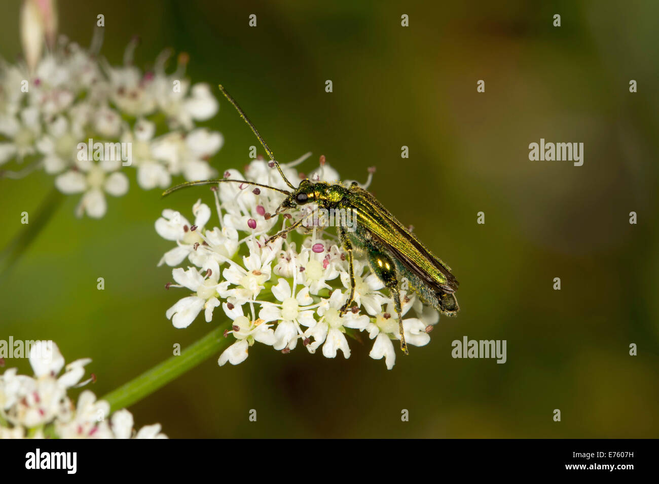 Swollen-thighed Beetle (Oedemera nobilis), feeding on a flower, South Wales, Wales, United Kingdom Stock Photo