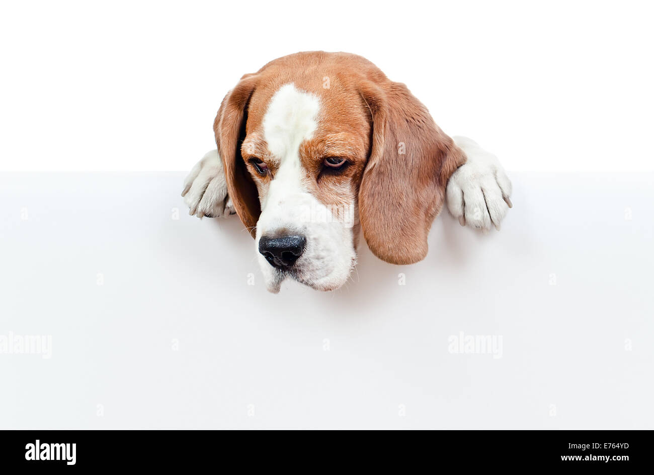 cute beagle isolated on a white background Stock Photo - Alamy