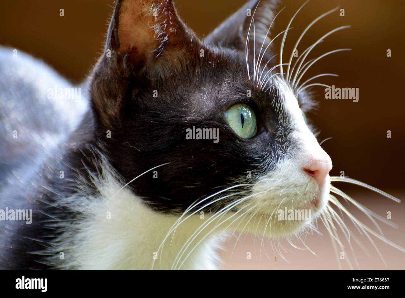 Cat eyes night hi-res stock photography and images - Alamy