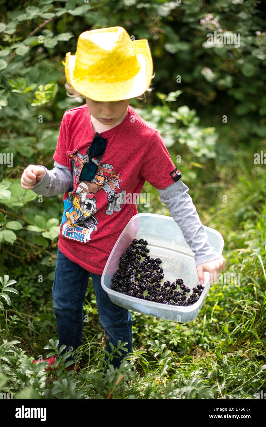 Young Boy picking Blackberries Stock Photo