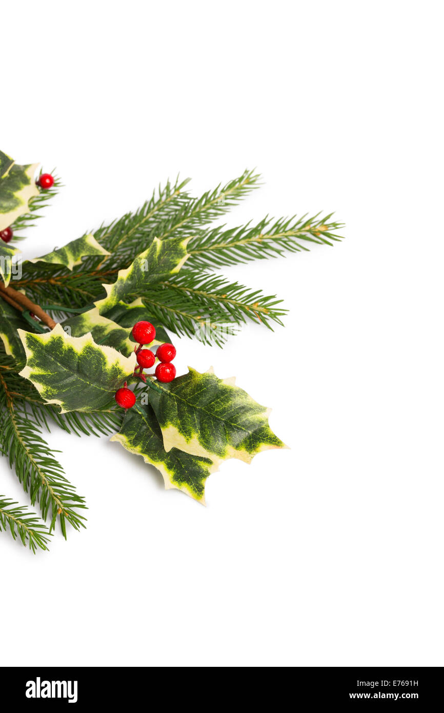 Holly and fir tree branches Stock Photo - Alamy