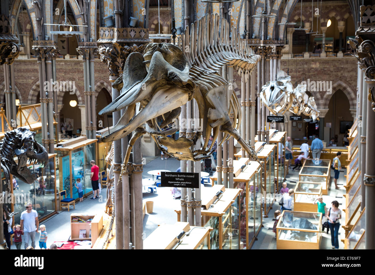 Whale Skeletons exhibited in a row hanging inside The Natural History Museum in Oxford, Oxfordshire, UK Stock Photo