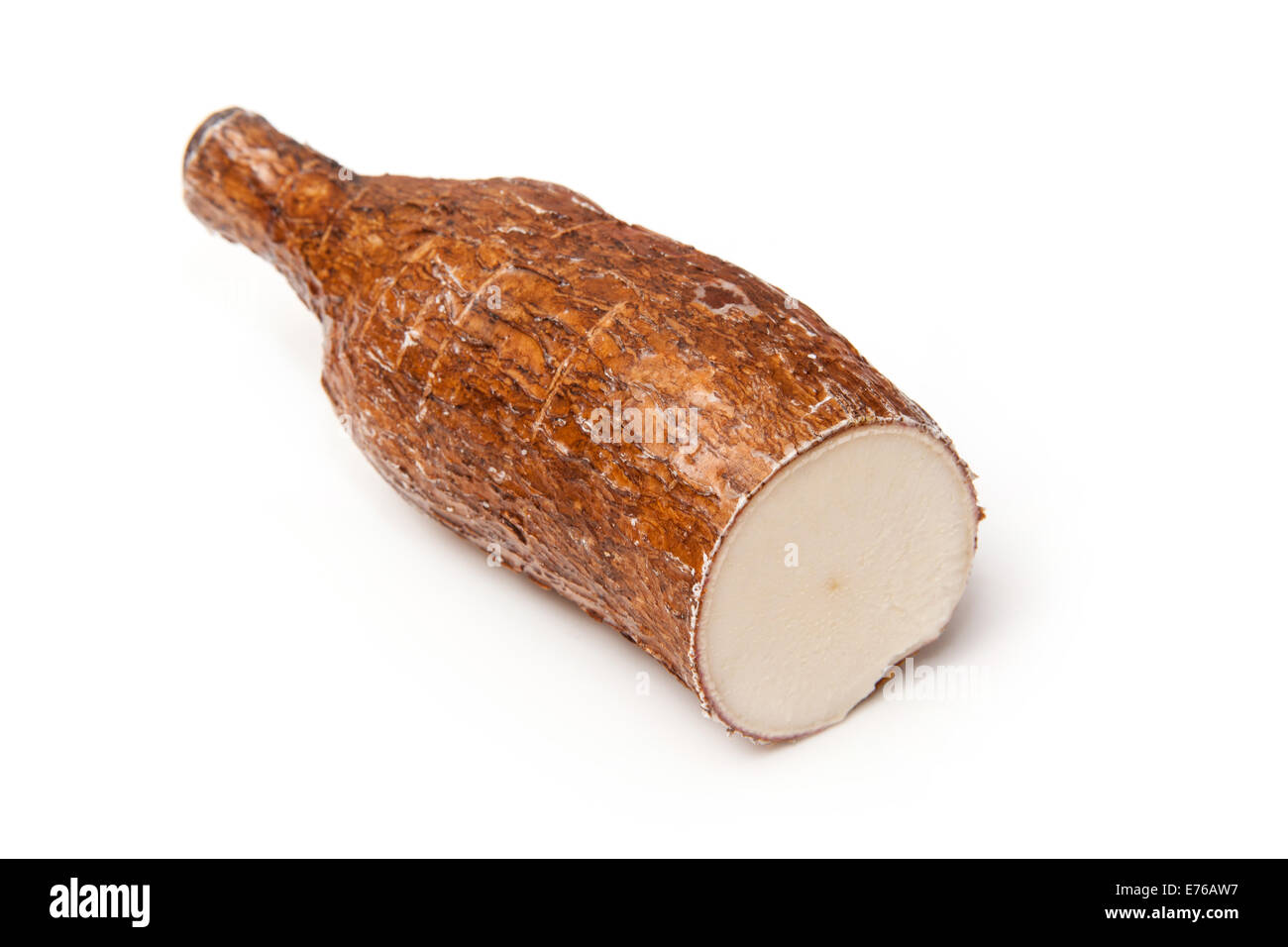 Cassava or Yuca a root vegetable used to make tapioca isolated on a