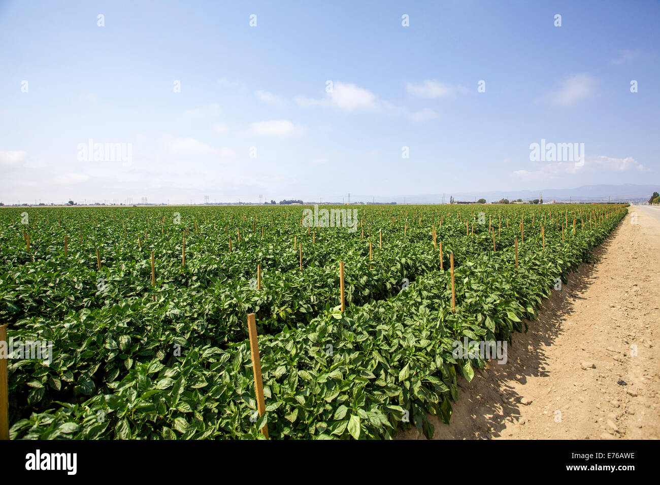 Organic farming Photographed near Ojai California USA Stock Photo