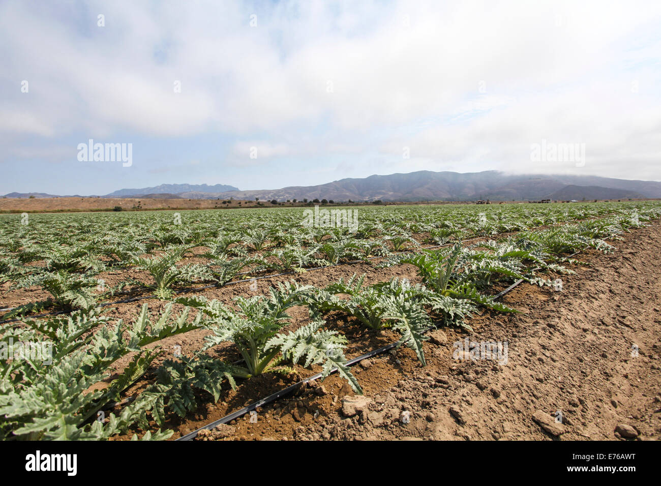 Organic farming using drip irrigation Photographed near Ojai California USA Stock Photo