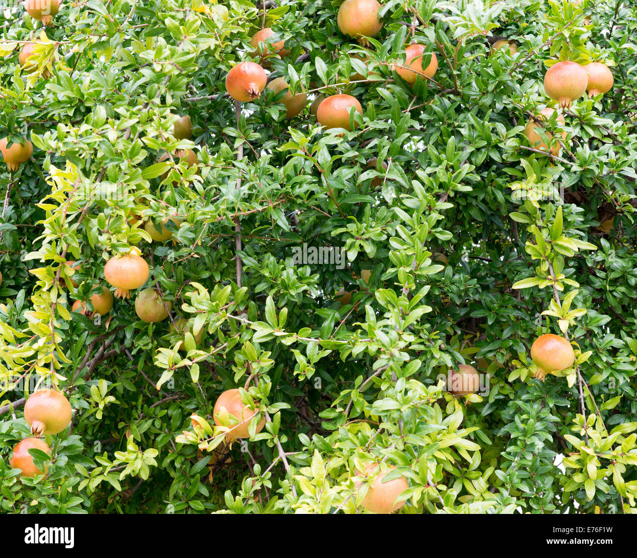 Pomegranate fruit ripening on a tree Stock Photo