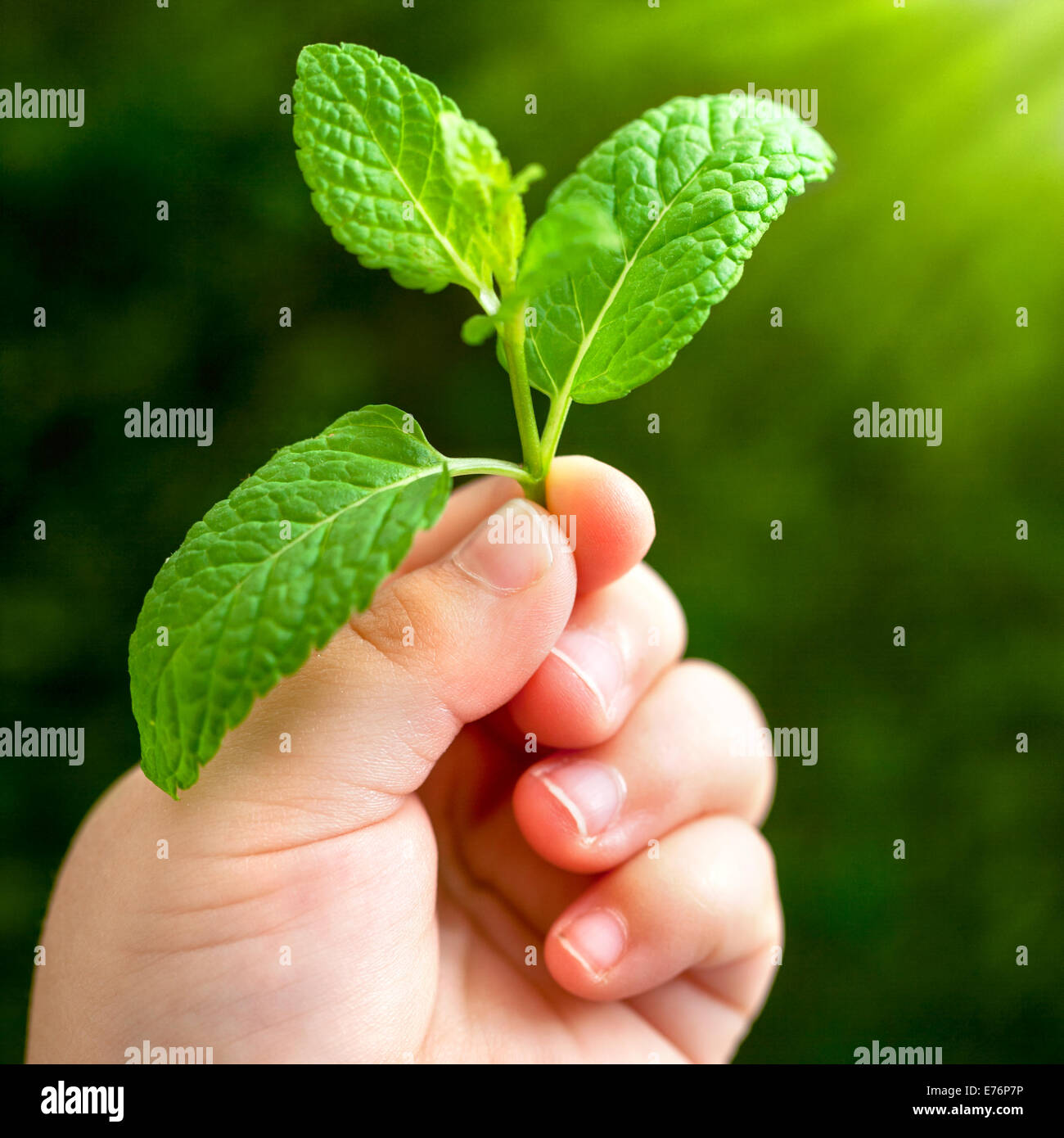 Macro close up of baby hand holding small green leaf. Stock Photo