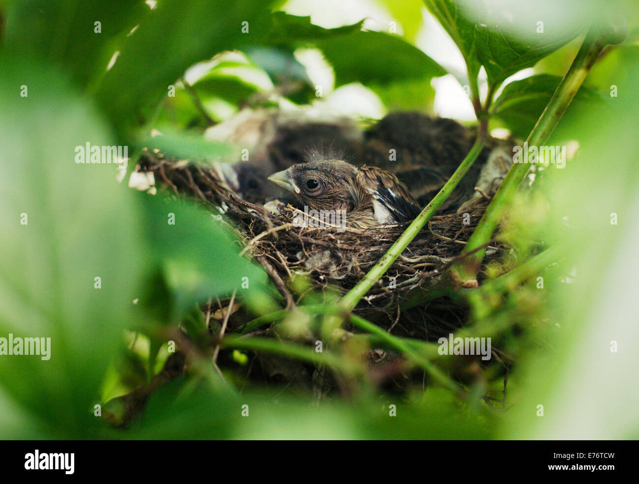 Little Bird Nestlings Stock Photo