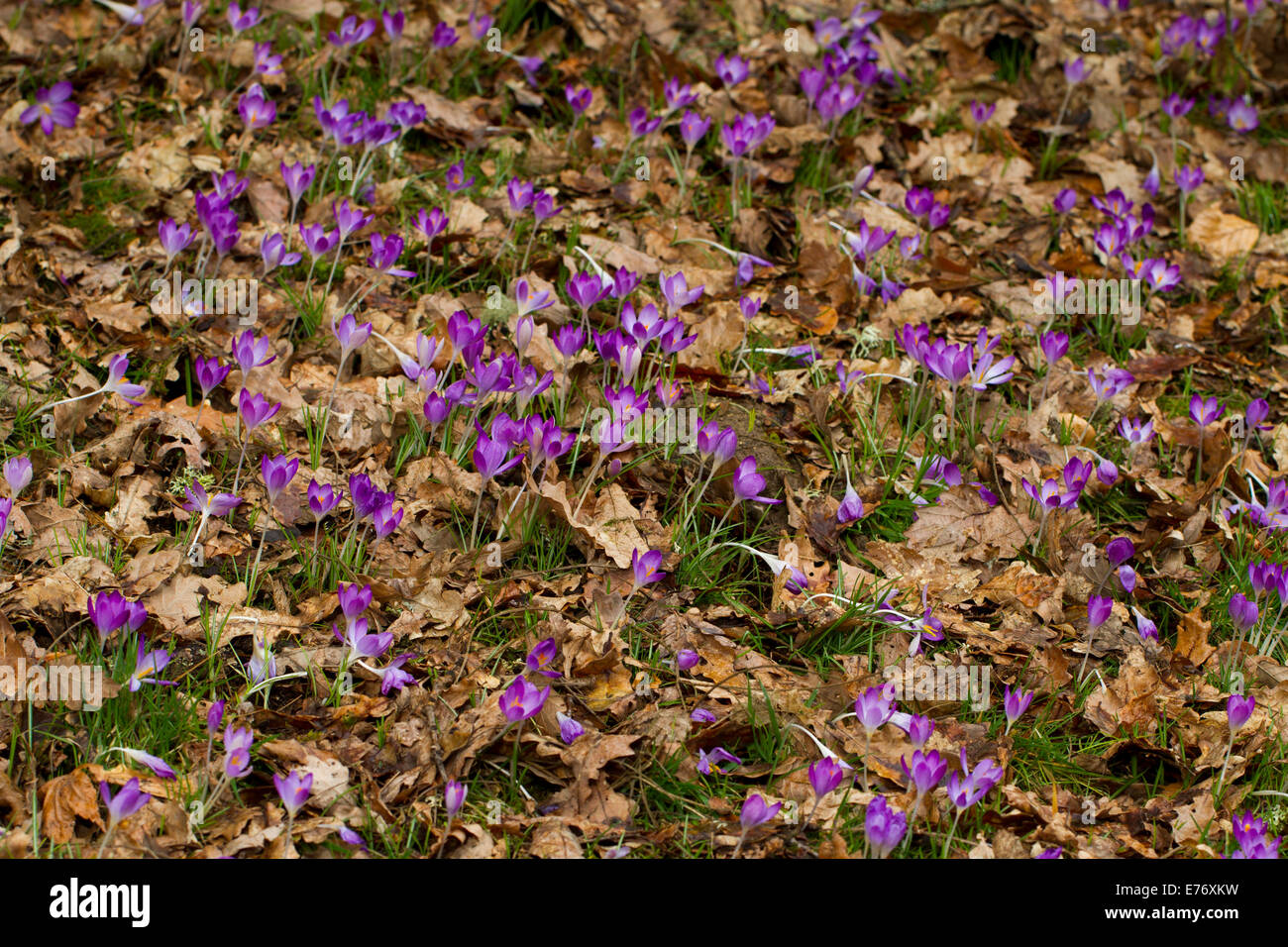 Crocus (Crocus sp.) flowering in a woodland garden. Powys, Wales. February. Stock Photo