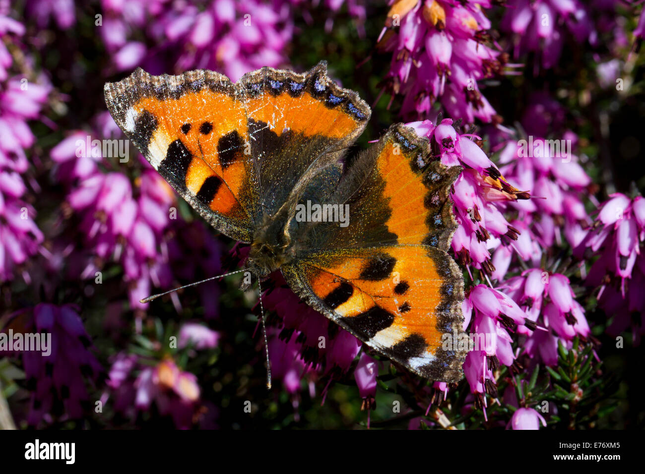 Small Tortoiseshell butterfly (Aglais urticae) feeding on Erica × darleyensis in a garden. Powys, Wales. March. Stock Photo