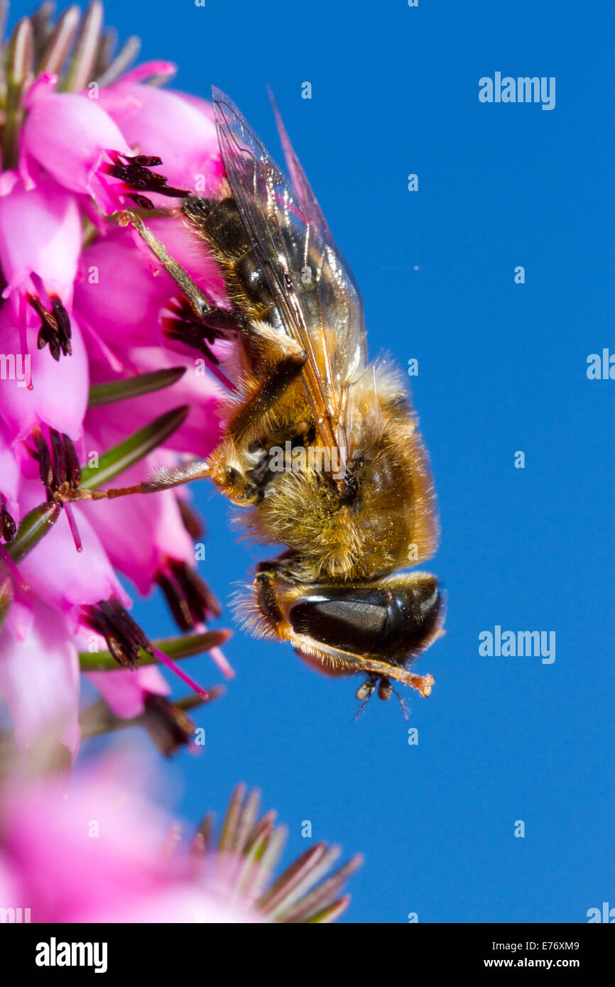 Hoverfly or Dronefly (Eristalis pertinax) adult fly cleaning antenna, resting on Winter-flowering heather, Erica × darleyensis. Stock Photo