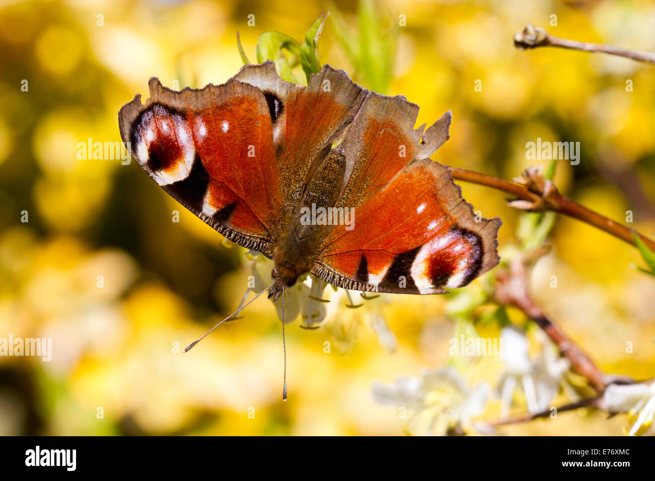Peacock butterfly (Aglais io) adult feeding on Winter Honeysuckle (Lonicera fragrantissima) in a garden. Powys, Wales. March. Stock Photo