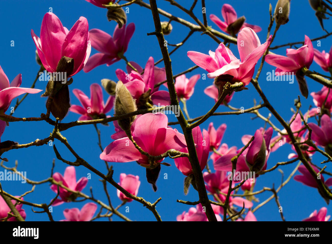 Magnolia (Magnolia sprengeri) 'Wakehurst' flowering. Carmarthenshire, Wales. March. Stock Photo
