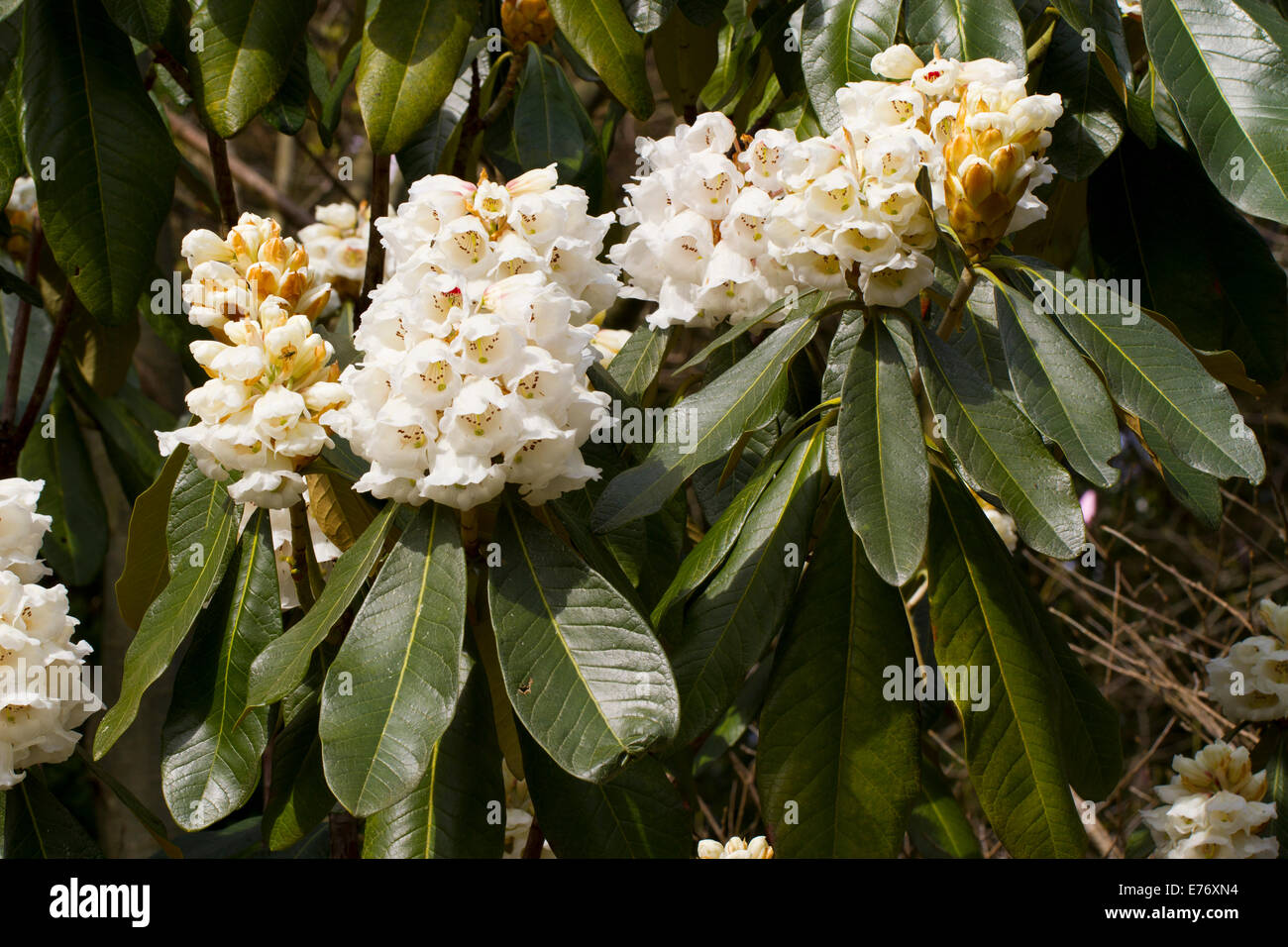 Big Tree Rhododendron (Rhododendron protistum var. giganteum) flowering ...