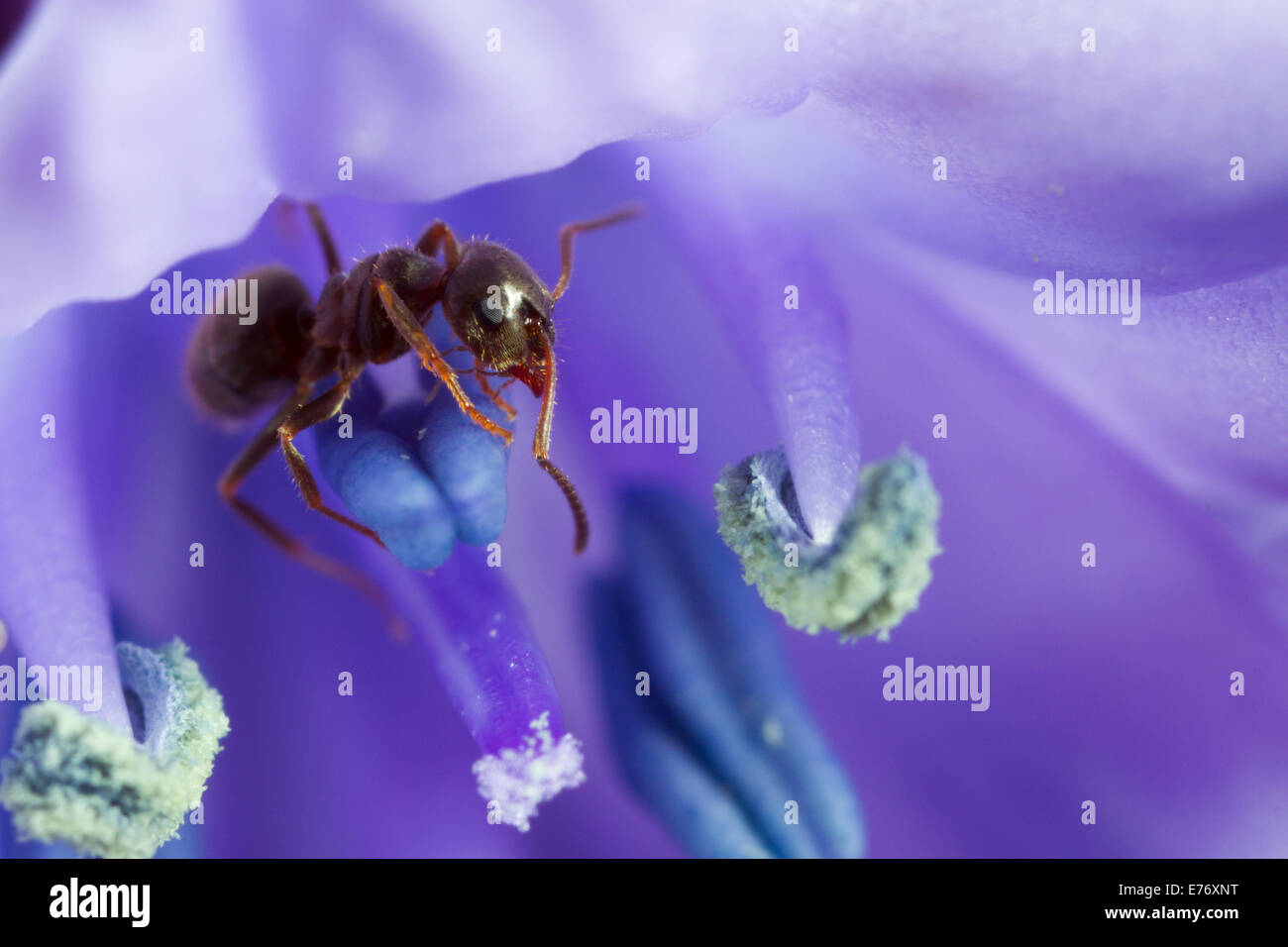 Black Garden Ant (Lasius niger) adult worker in a hyacinth flower in a garden. Seaford, Sussex. April. Stock Photo