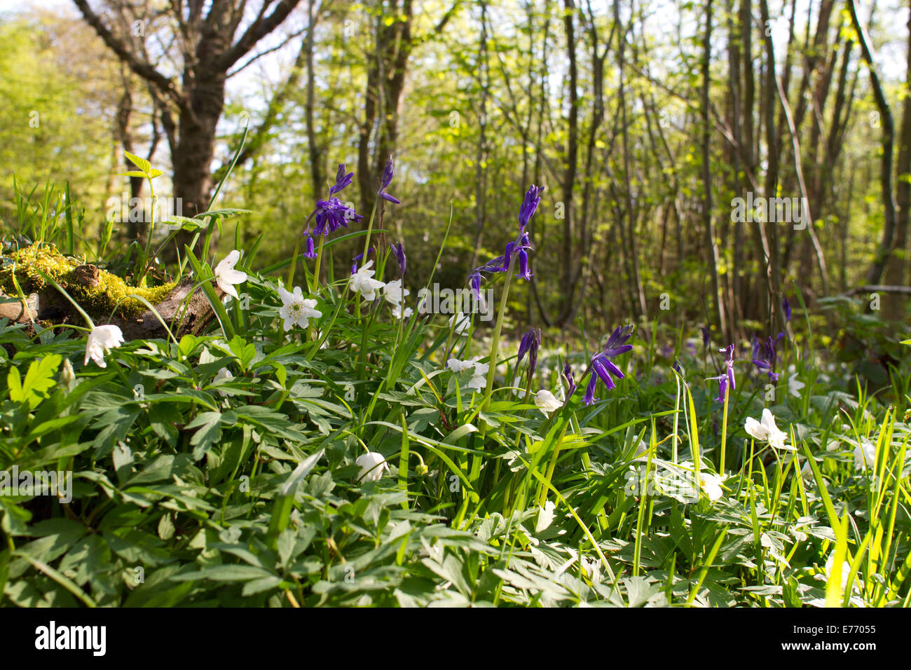 Bluebells (Hyacinthoides non-scripta) and Wood Anemones (Anemone nemorosa) flowering. Moat Wood, East Hoathly, Sussex. Stock Photo