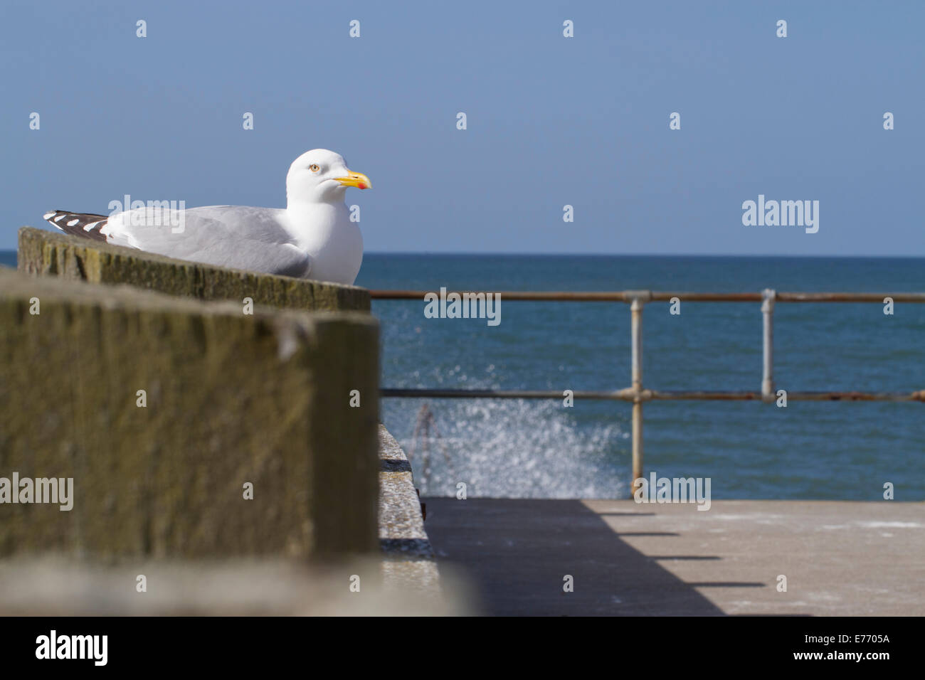 Herring Gull (Larus argentatus) adult. Perched on a seaside jetty. Seaford, Sussex. April. Stock Photo