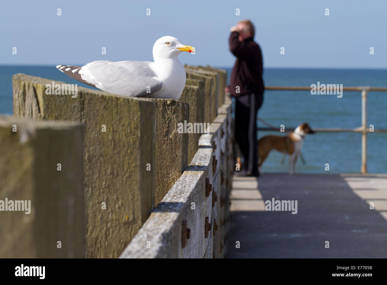 Herring Gull (Larus argentatus) adult. Perched on a seaside jetty, with a dog-walker behind. Seaford, Sussex. April. Stock Photo