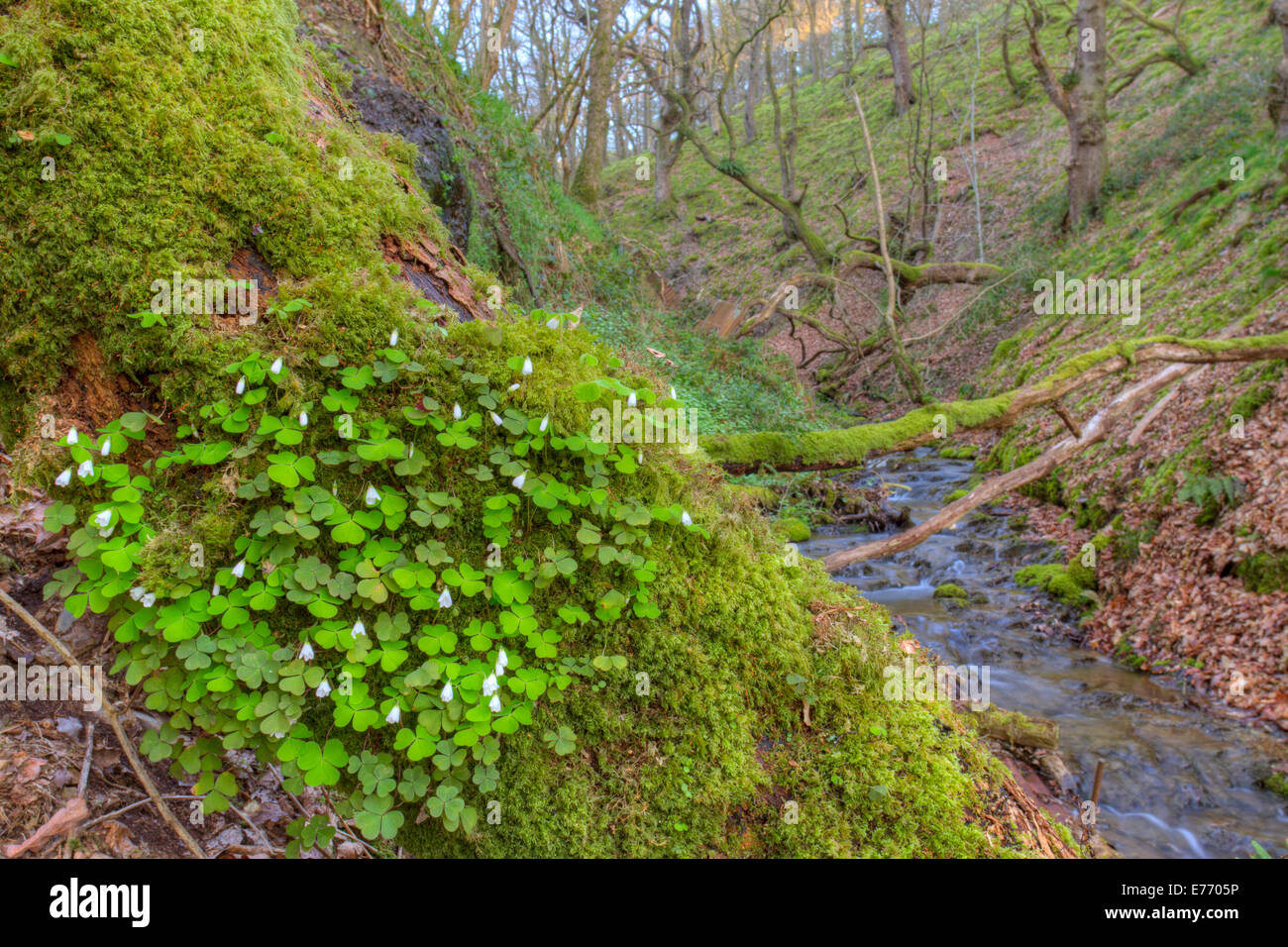 Wood Sorrel (Oxalis acetosella) flowering in a wooded ravine. Powys, Wales. April. Stock Photo