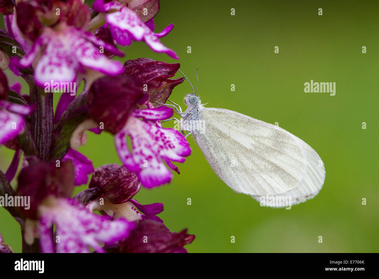 Wood White butterfly (Leptidea sp.) resting on a Lady Orchid (Orchis purpurea) flower. Stock Photo