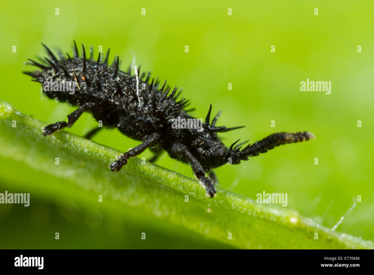 Prickly Leaf Beetle (Hispa atra) on a leaf. Length about 3mm. On the Causse de Gramat, Lot region, France. April. Stock Photo