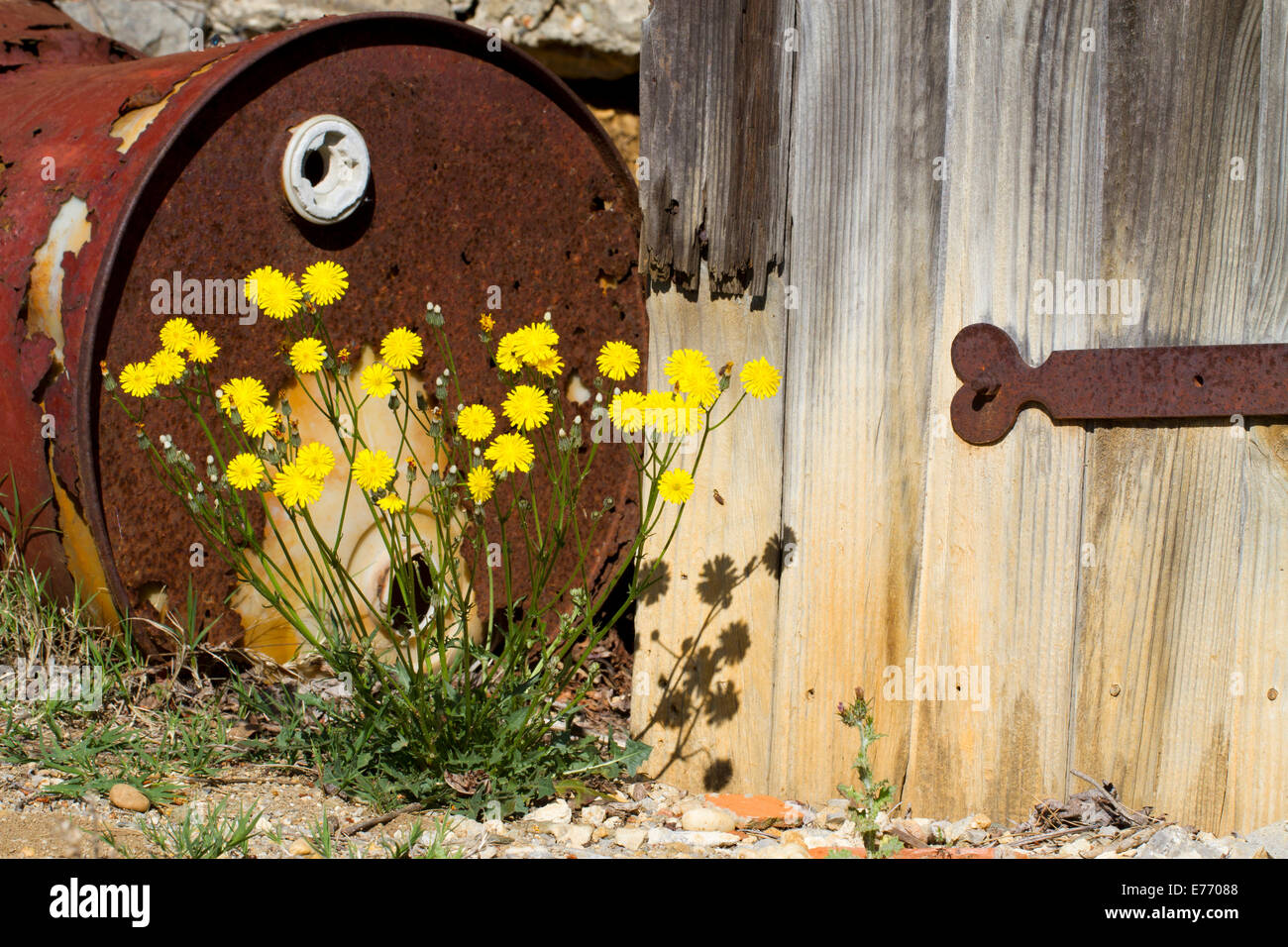 French Hawksbeard (Crepis nicaeensis) flowering next to an old door and rusty barrel at the edge of a vineyard. Stock Photo