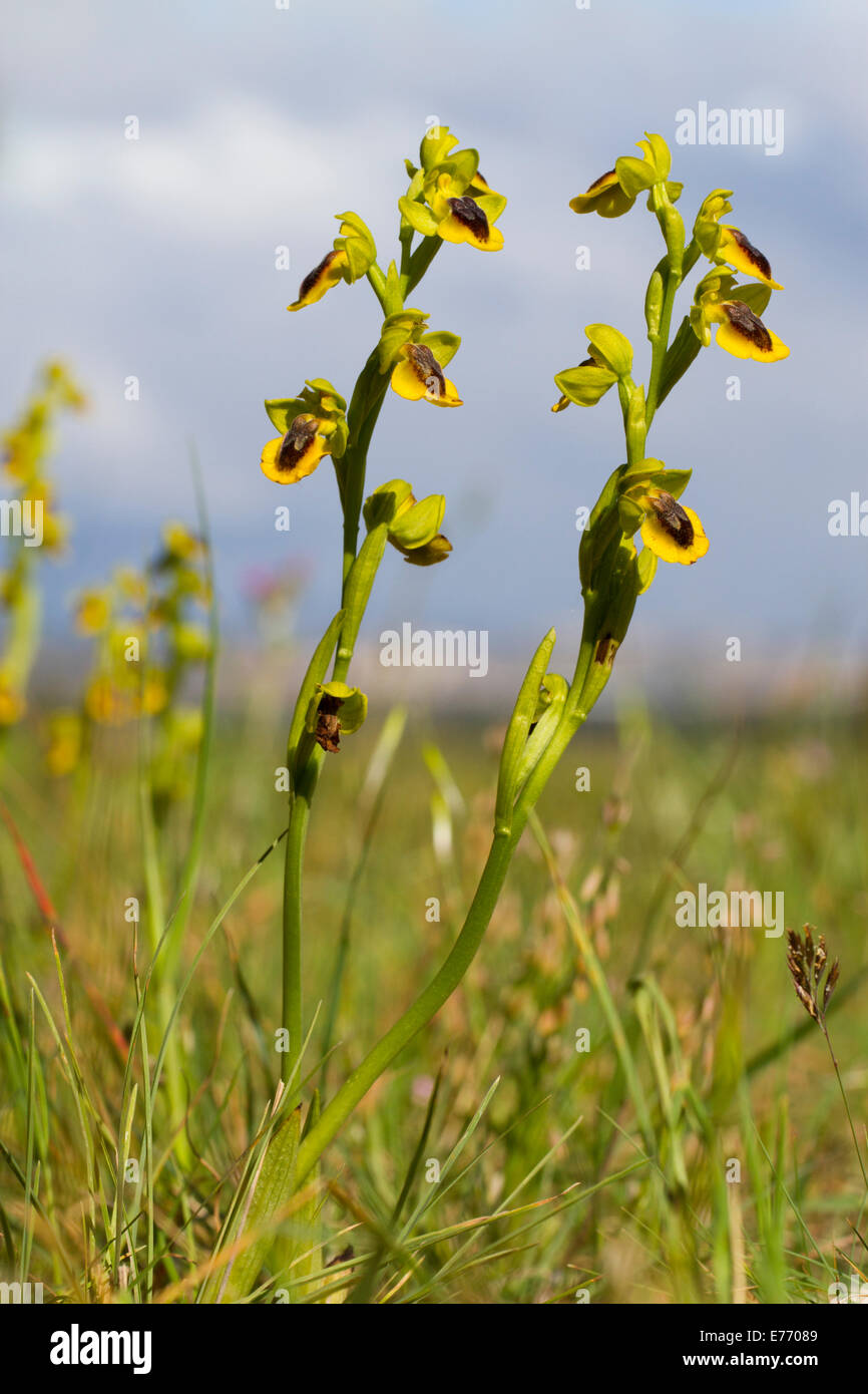 Yellow Bee Orchids (Ophrys lutea) flowering. Ile St. Martin, Aude, France. May. Stock Photo
