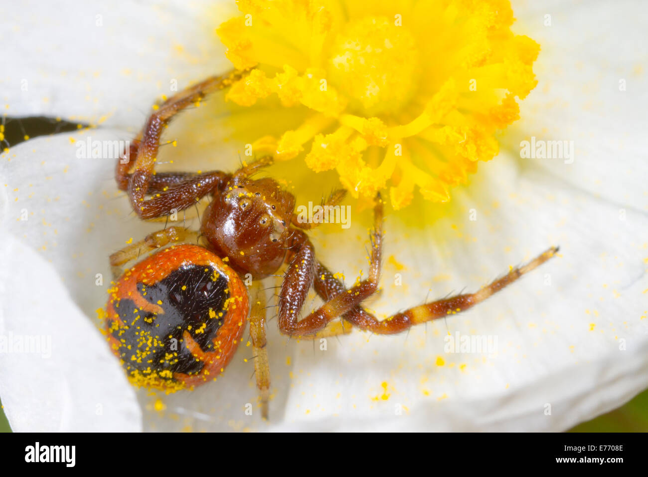 Napoleon Crab Spider (Synema globosum) adult female in a  Narrow-leaved Cistus (Cistus monspeliensis) flower. Stock Photo