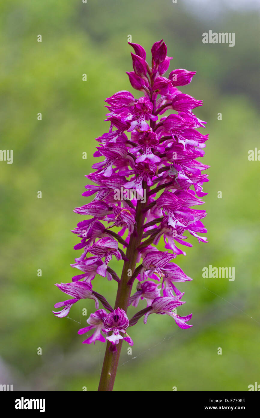Hybrid orchid. Flowerspike of a hybrid between a  Lady Orchid (Orchis purpurea) and a  Military Orchid (Orchis militaris). Stock Photo