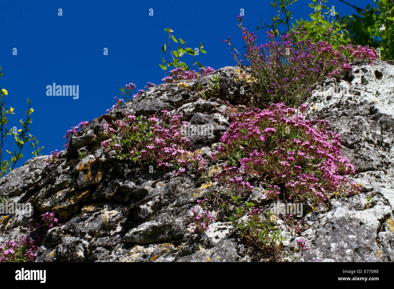 Rock Soapwort (Saponaria ocymoides) flowering on a limestone boulder. Ariege Pyrenees, France. May. Stock Photo