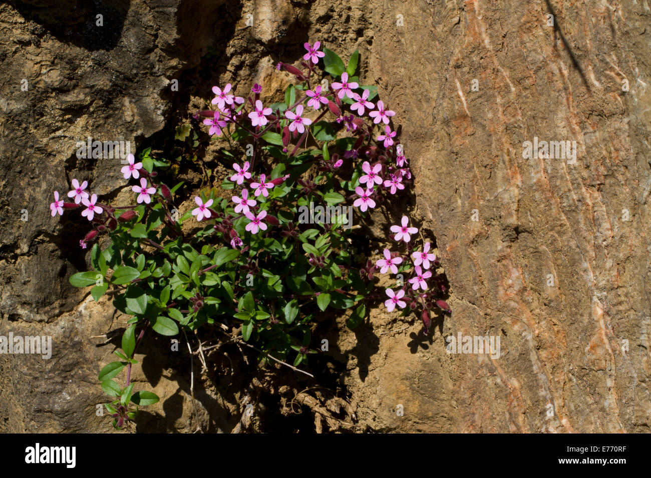 Rock Soapwort (Saponaria ocymoides) flowering on a rock face. Ariege Pyrenees, France. May. Stock Photo