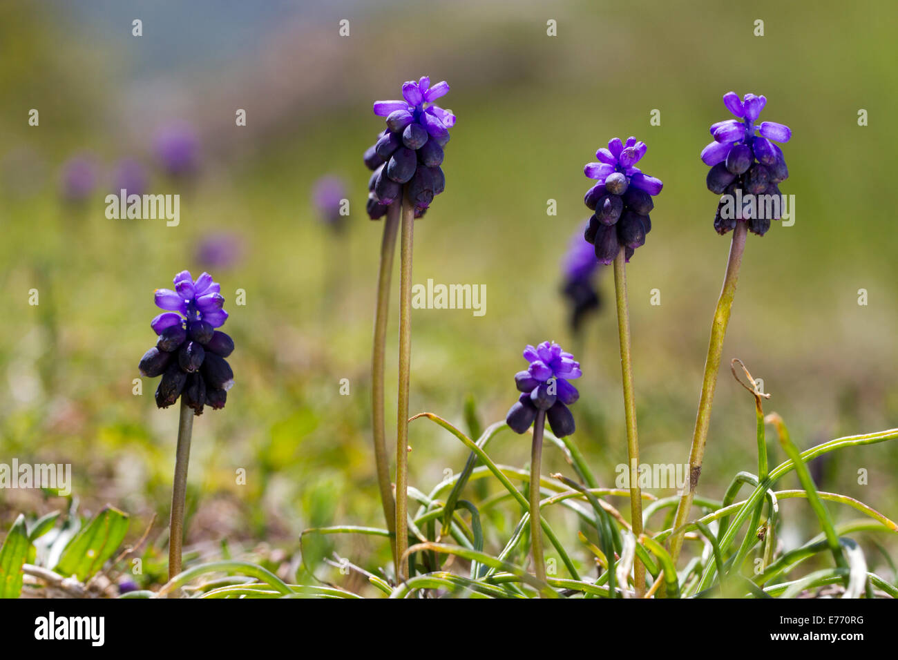 Grape Hyacinth (Muscari neglectum) flowering in a mountain pasture. Ariege Pyrenees, France. May. Stock Photo
