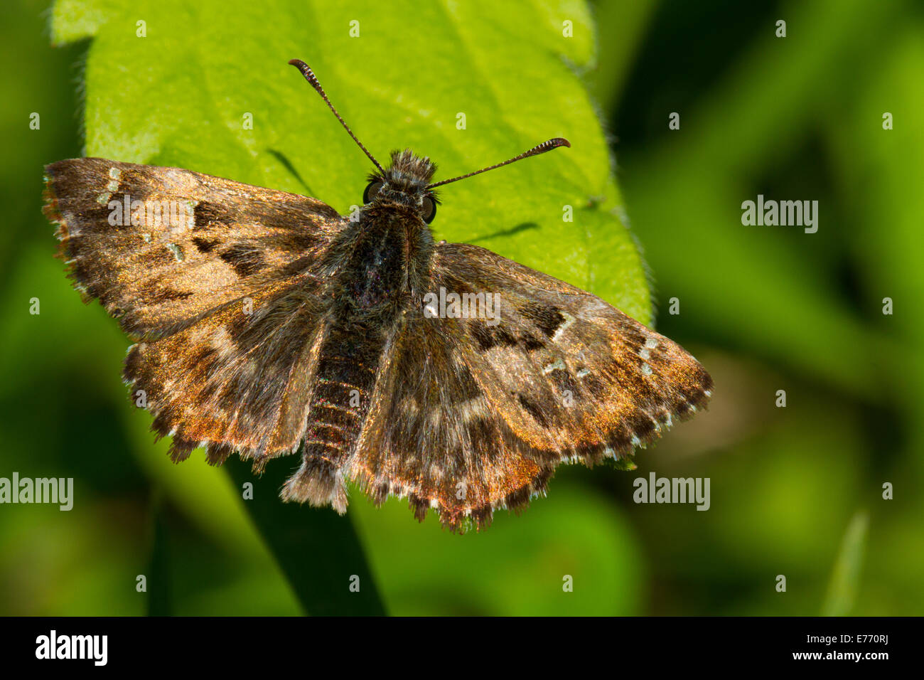 Mallow Skipper (Carcharodus alceae) adult butterfly basking on a leaf. Ariege Pyrenees, France. May. Stock Photo