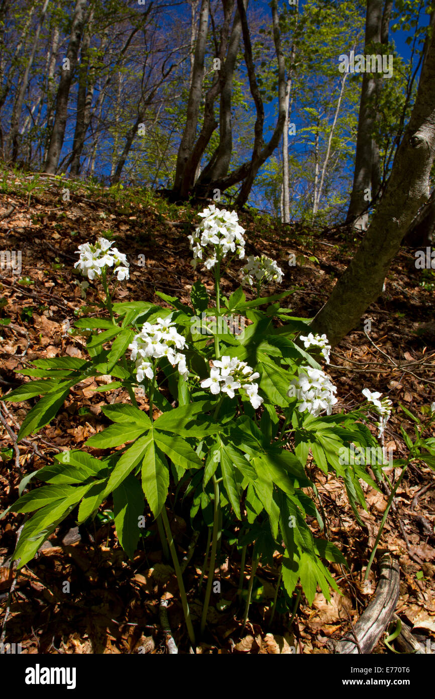 Seven-leaved Bittercress (Cardamine heptaphylla) flowering in woodland. Ariege Pyrenees, France. May. Stock Photo