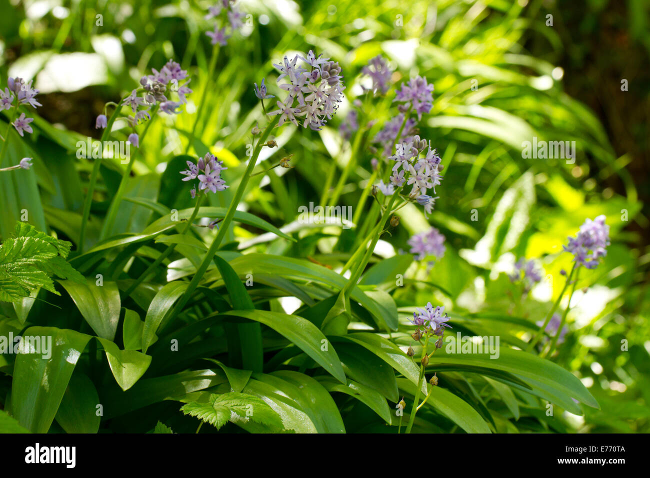 Pyrenean Squill (Scilla liliohyacinthus) flowers. Ariege Pyrenees, France. May. Stock Photo