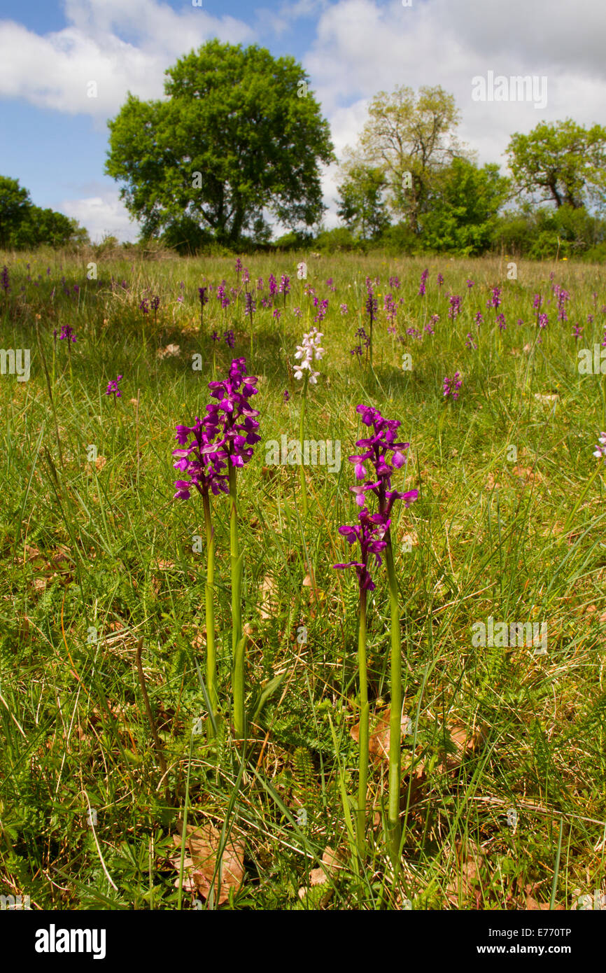 Green-winged Orchid (Anacamptis morio) flowering. On the Causse de Gramat, Lot region, France. May. Stock Photo