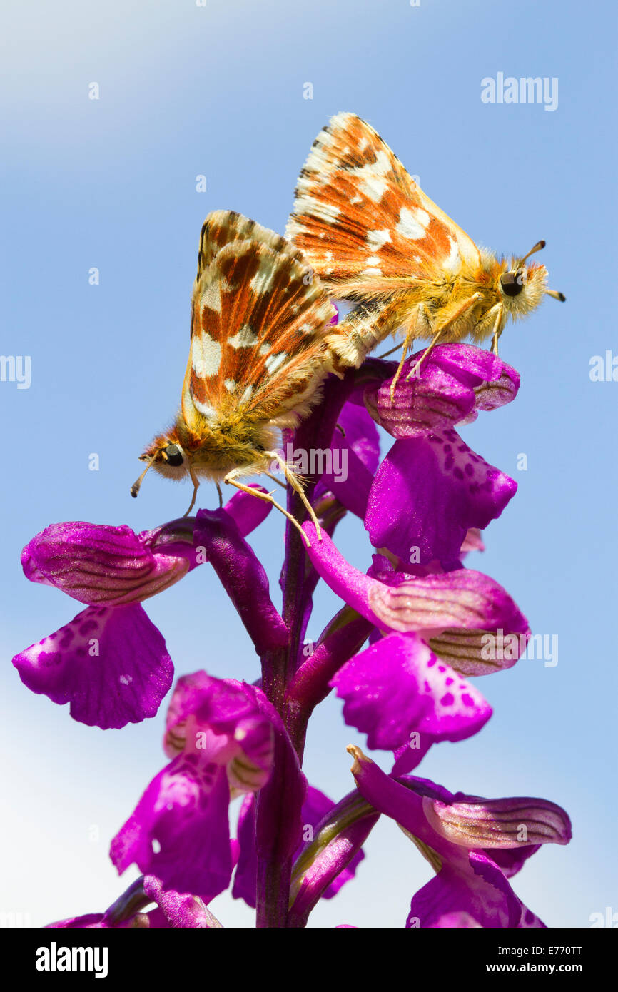 Red Underwing Skipper (Spialia sertorius) mating adults on a Green-winged Orchid (Anacamptis morio) flowerspike. Stock Photo