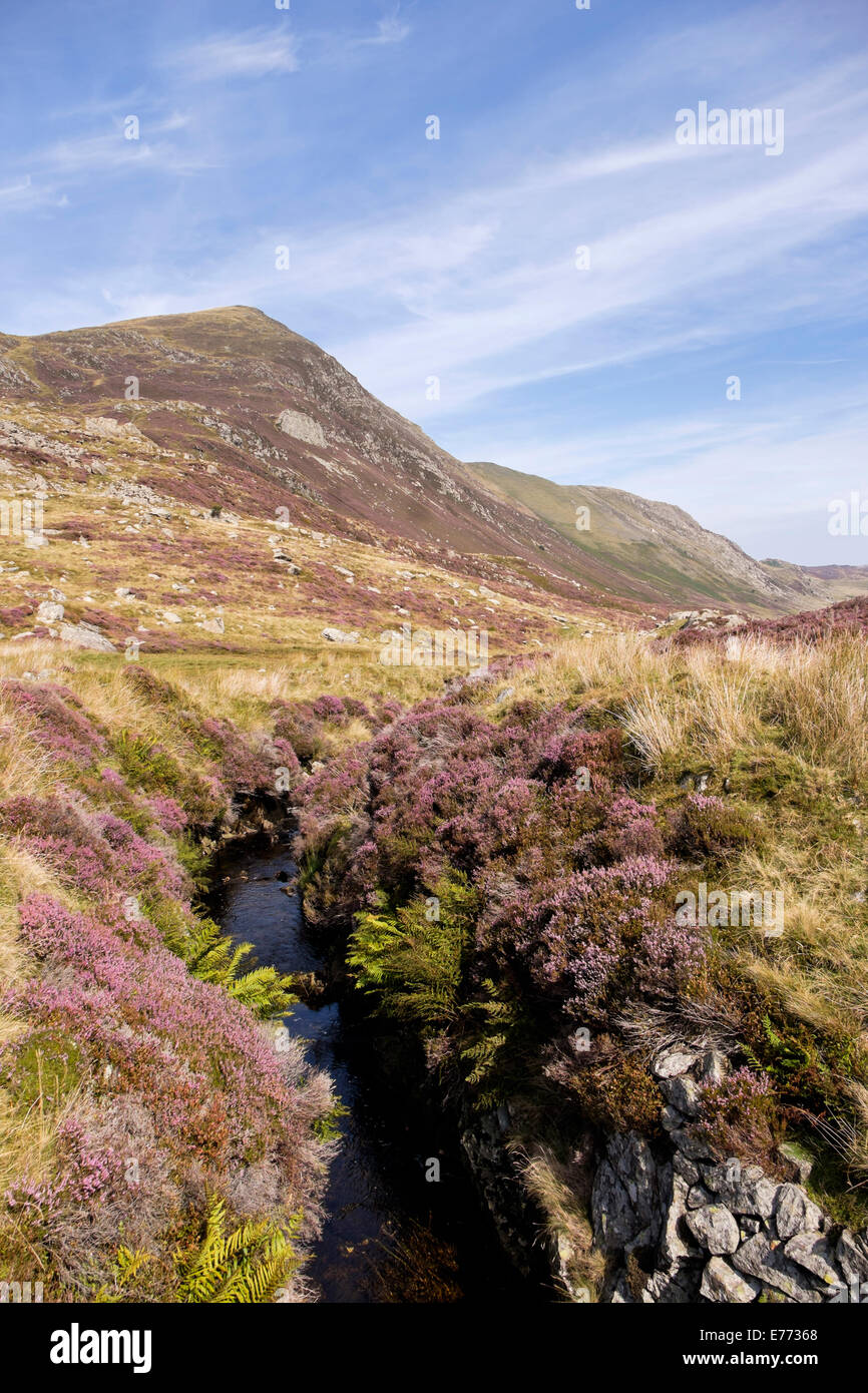 View along a mountain stream to Pen Llithrig-y-wrach (Head of Slippery Witch) mountain in Carneddau mountains in Snowdonia North Wales UK Britain Stock Photo