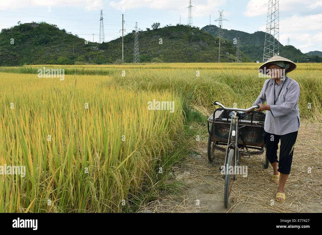 Guangnan, China's Yunnan Province. 7th Sep, 2014. A villager checks the
