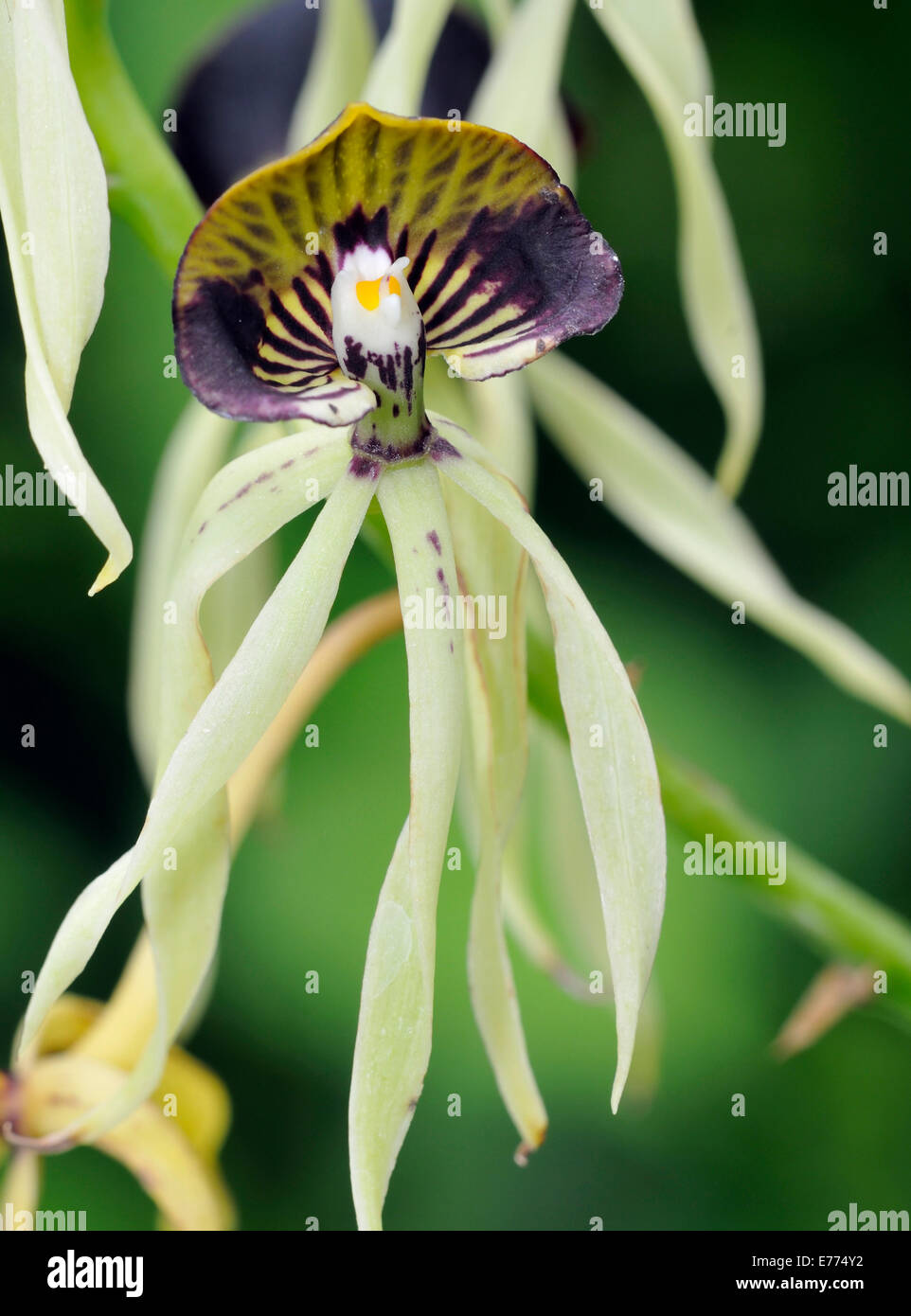 Cockleshell Orchid - Prosthechea cochleata from Central America Stock Photo