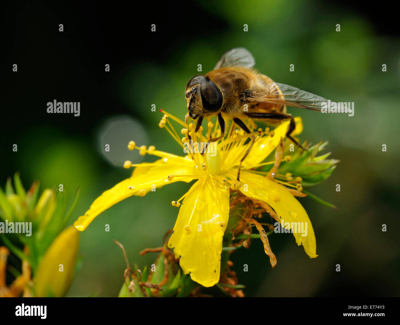 Drone-fly - Eristalis tenax on Perforate St John's-wort - Hypericum perforatum Stock Photo