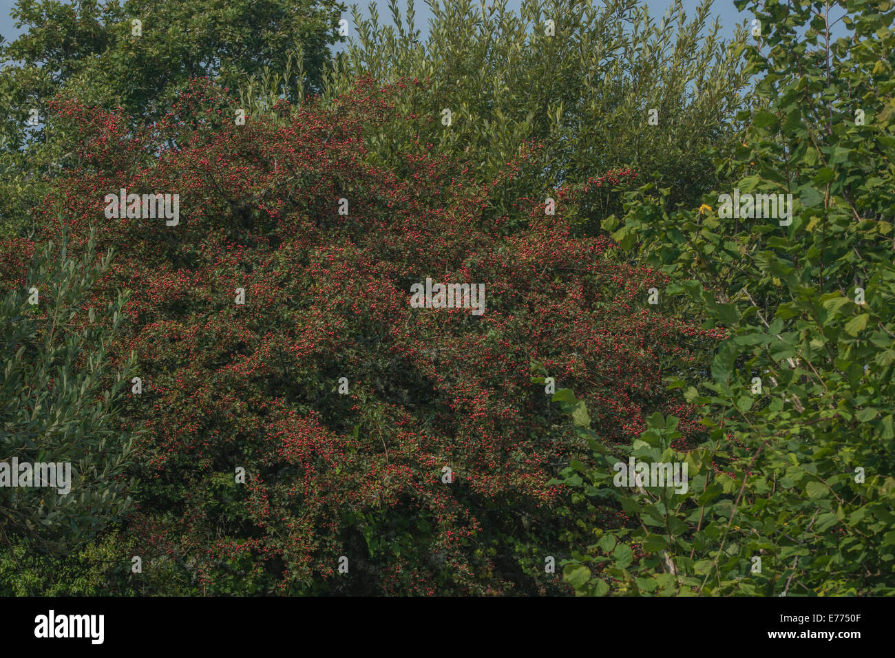 Hawthorn tree / Crataegus sp. shrub with autumnal red berries on branches. Stock Photo