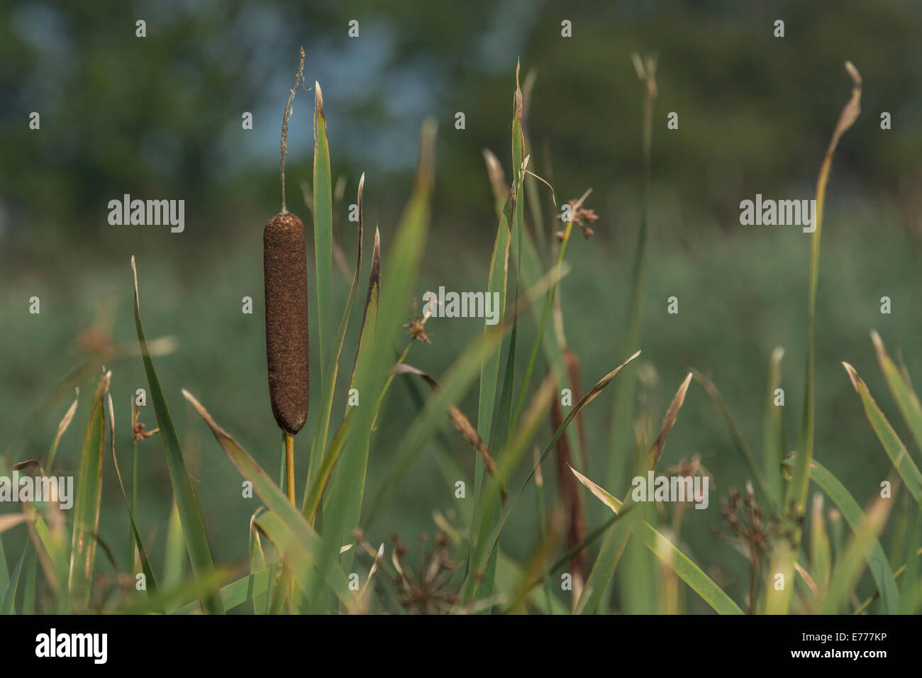 Close-up of Cat's-tail / Greater Reedmace / Bulrush -Typha latifolia Stock Photo