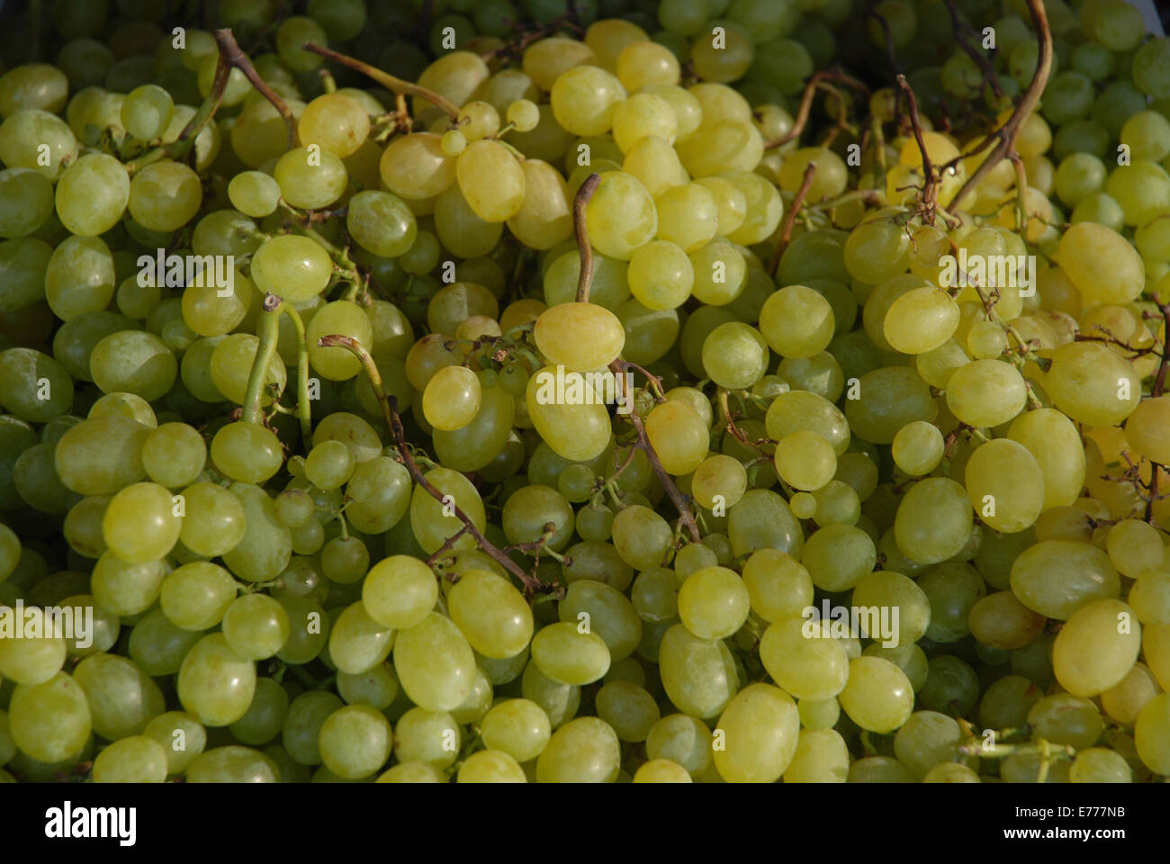Grapes for sale on a market stall in Spain. Stock Photo