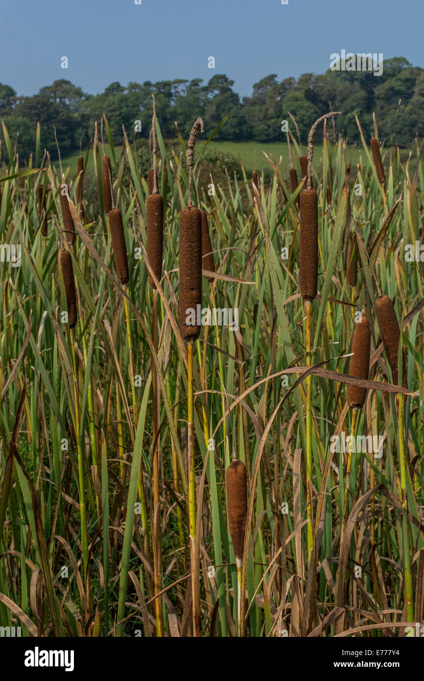 Cat's-tail / Greater Reedmace / Bulrush - Typha latifolia - bed beside river. Stock Photo