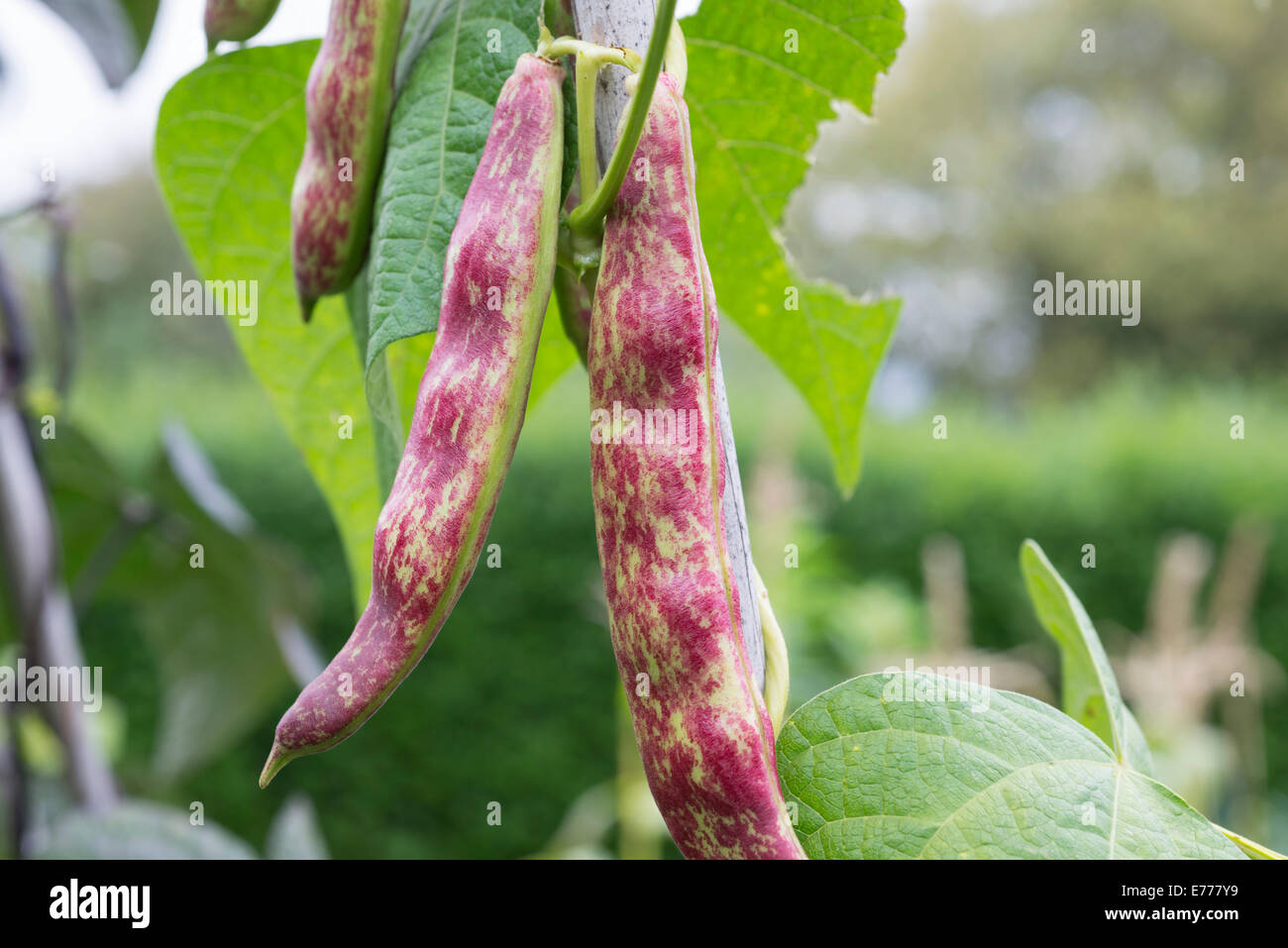 Borlotto Beans 'Lingua di Fuoco' (Phaseolus vulgaris) growing on a vegetable plot. UK. Stock Photo