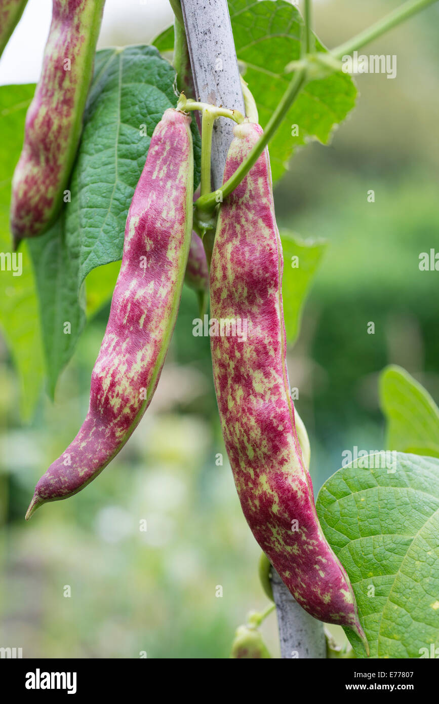 Borlotto Beans 'Lingua di Fuoco' (Phaseolus vulgaris) growing on a vegetable plot. UK. Stock Photo
