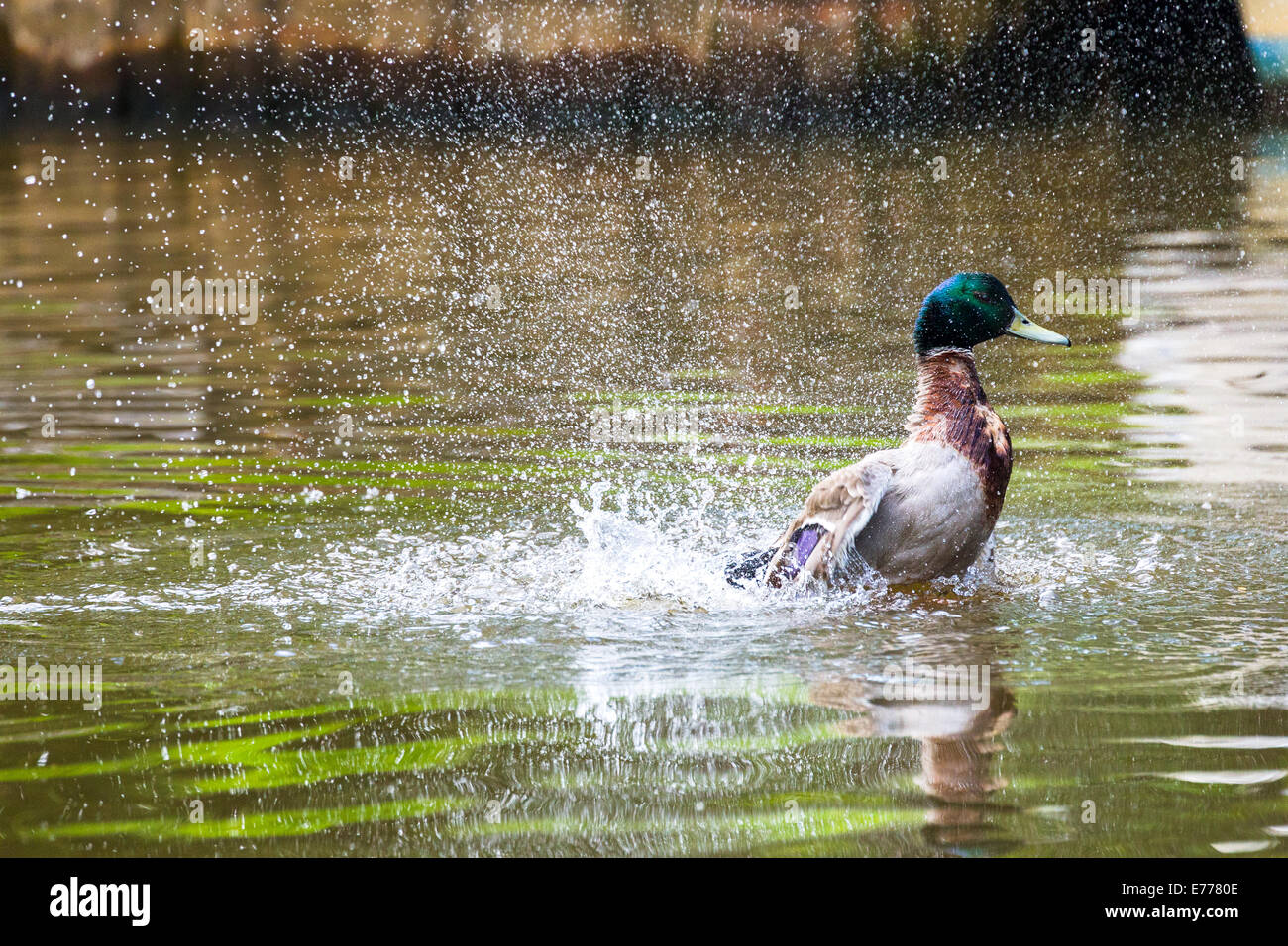 Mallard duck washing itself. Norfolk Broads England UK Stock Photo